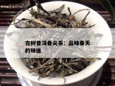 古树普洱春尖茶：品味春天的味道