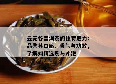 云元谷普洱茶的独特魅力：品鉴其口感、香气与功效，了解如何选购与冲泡