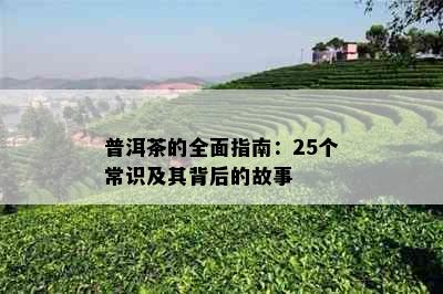 普洱茶的全面指南：25个常识及其背后的故事