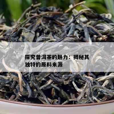 探究普洱茶的魅力：揭秘其独特的原料来源