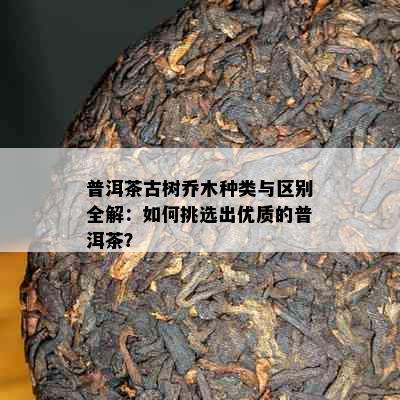 普洱茶古树乔木种类与区别全解：如何挑选出优质的普洱茶？