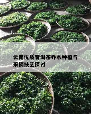 云南优质普洱茶乔木种植与采摘技艺探讨