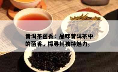 普洱茶菌香：品味普洱茶中的菌香，探寻其独特魅力。