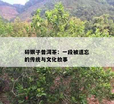 碎银子普洱茶：一段被遗忘的传统与文化故事