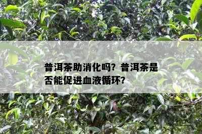 普洱茶助消化吗？普洱茶是否能促进血液循环？