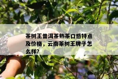 茶树王普洱茶熟茶口感特点及价格，云南茶树王牌子怎么样？