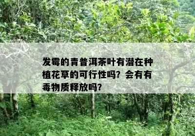 发霉的青普洱茶叶有潜在种植花草的可行性吗？会有有物质释放吗？