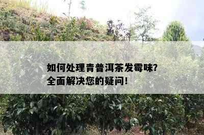 如何处理青普洱茶发霉味？全面解决您的疑问！