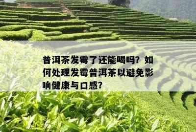 普洱茶发霉了还能喝吗？如何处理发霉普洱茶以避免影响健康与口感？