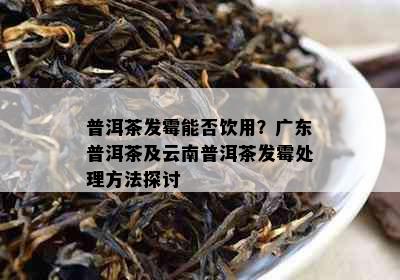 普洱茶发霉能否饮用？广东普洱茶及云南普洱茶发霉处理方法探讨