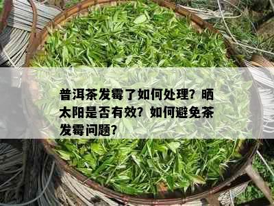 普洱茶发霉了如何处理？晒太阳是否有效？如何避免茶发霉问题？