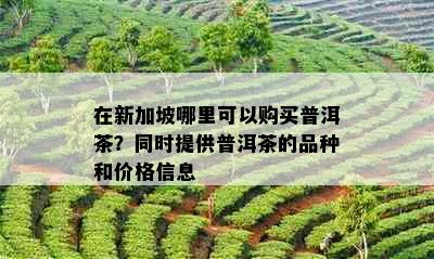 在新加坡哪里可以购买普洱茶？同时提供普洱茶的品种和价格信息