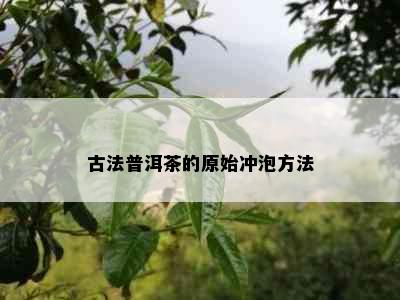 古法普洱茶的原始冲泡方法