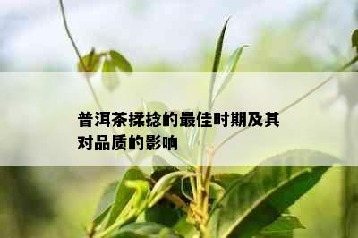 普洱茶揉捻的更佳时期及其对品质的影响