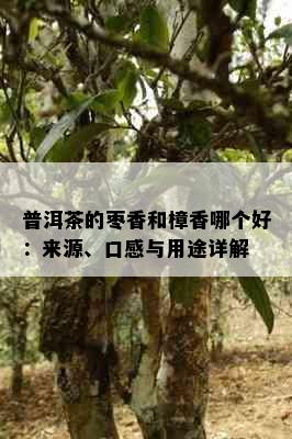 普洱茶的枣香和樟香哪个好：来源、口感与用途详解