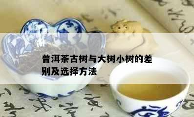 普洱茶古树与大树小树的差别及选择方法