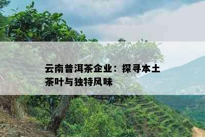 云南普洱茶企业：探寻本土茶叶与独特风味