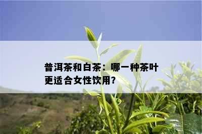 普洱茶和白茶：哪一种茶叶更适合女性饮用？