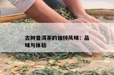 古树普洱茶的独特风味：品味与体验