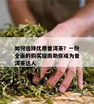 如何选择优质普洱茶？一份全面的购买指南助你成为普洱茶达人