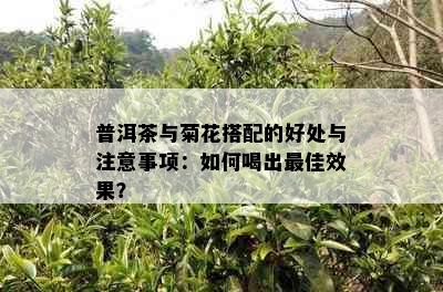 普洱茶与菊花搭配的好处与注意事项：如何喝出更佳效果？