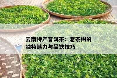 云南特产普洱茶：老茶树的独特魅力与品饮技巧