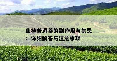 山楂普洱茶的副作用与禁忌：详细解答与注意事项