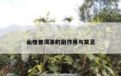 山楂普洱茶的副作用与禁忌