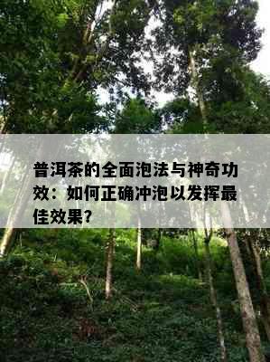 普洱茶的全面泡法与神奇功效：如何正确冲泡以发挥更佳效果？