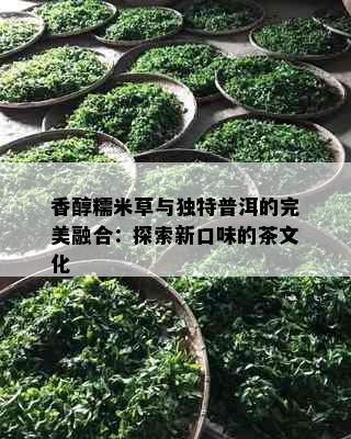 香醇糯米草与独特普洱的完美融合：探索新口味的茶文化