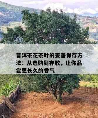 普洱茶花茶叶的妥善保存方法：从选购到存放，让你品尝更长久的香气