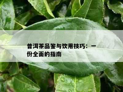 普洱茶品鉴与饮用技巧：一份全面的指南