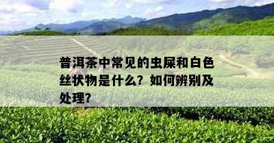 普洱茶中常见的虫屎和白色丝状物是什么？如何辨别及处理？