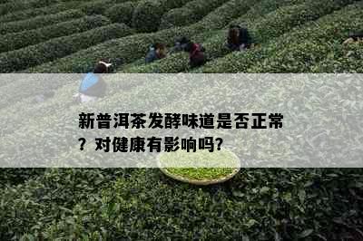 新普洱茶发酵味道是否正常？对健康有影响吗？