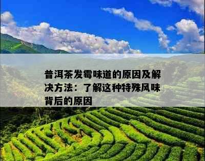 普洱茶发霉味道的原因及解决方法：了解这种特殊风味背后的原因