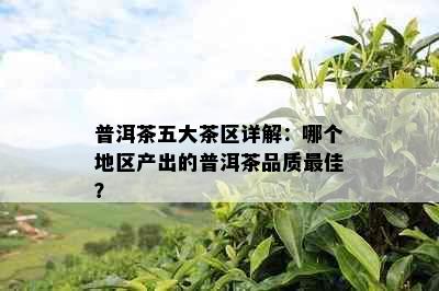 普洱茶五大茶区详解：哪个地区产出的普洱茶品质更佳？