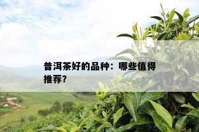 普洱茶好的品种：哪些值得推荐？