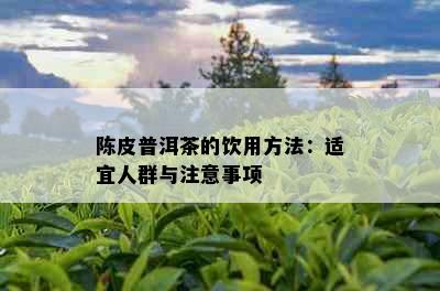 陈皮普洱茶的饮用方法：适宜人群与注意事项