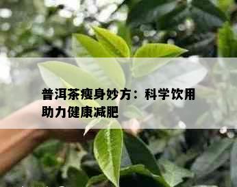 普洱茶瘦身妙方：科学饮用助力健康减肥