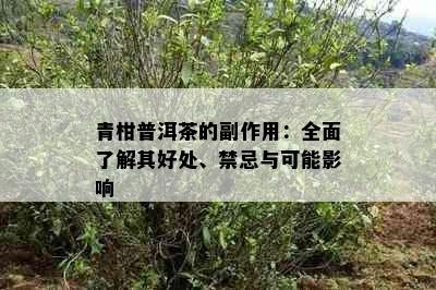 青柑普洱茶的副作用：全面了解其好处、禁忌与可能影响