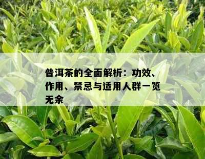 普洱茶的全面解析：功效、作用、禁忌与适用人群一览无余