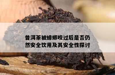 普洱茶被蟑螂咬过后是否仍然安全饮用及其安全性探讨