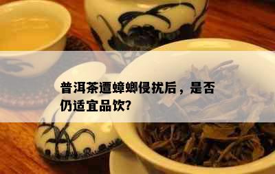 普洱茶遭蟑螂侵扰后，是否仍适宜品饮？