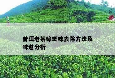 普洱老茶蟑螂味去除方法及味道分析