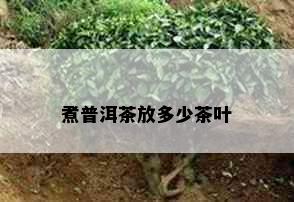 煮普洱茶放多少茶叶