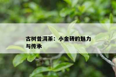 古树普洱茶：小金砖的魅力与传承