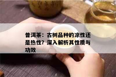 普洱茶：古树品种的凉性还是热性？深入解析其性质与功效