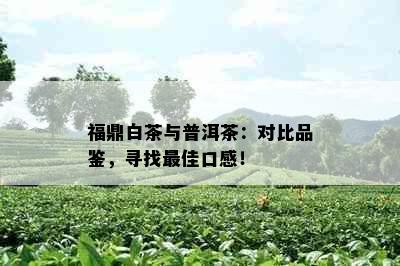 福鼎白茶与普洱茶：对比品鉴，寻找更佳口感！