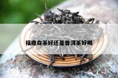 福鼎白茶好还是普洱茶好喝