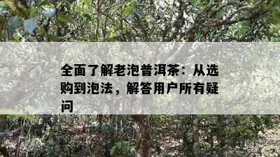 全面了解老泡普洱茶：从选购到泡法，解答用户所有疑问